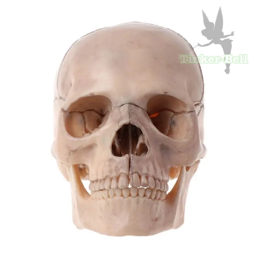 頭蓋骨 模型 15ピース セット 完成品 4D 分解 医学 解剖学 取り外し可能 医療 教育 教材_画像3