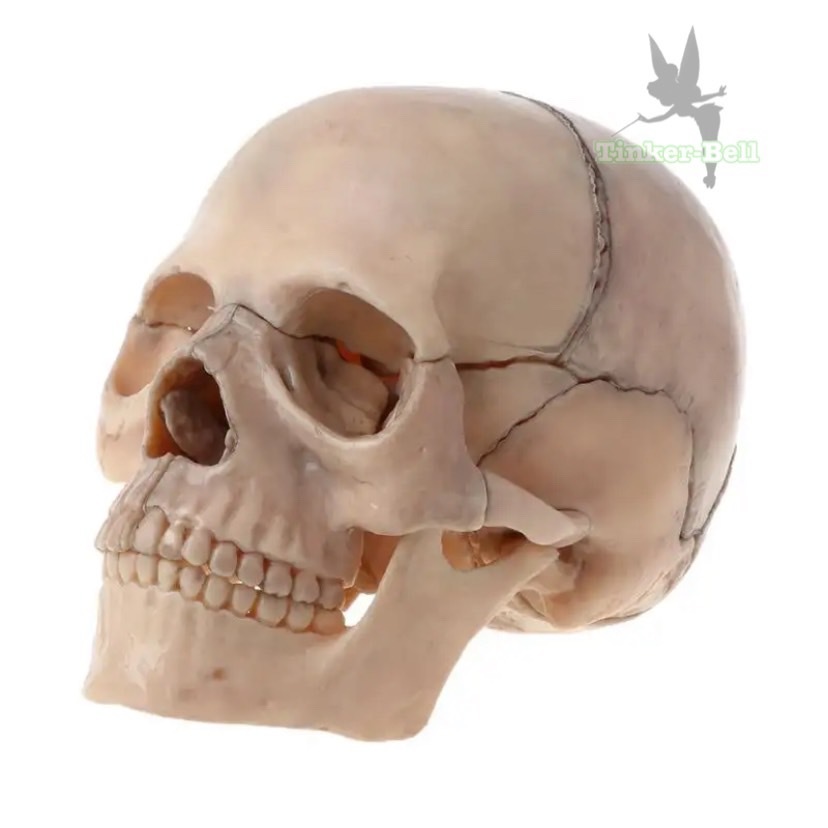 頭蓋骨 模型 15ピース セット 完成品 4D 分解 医学 解剖学 取り外し可能 医療 教育 教材_画像2