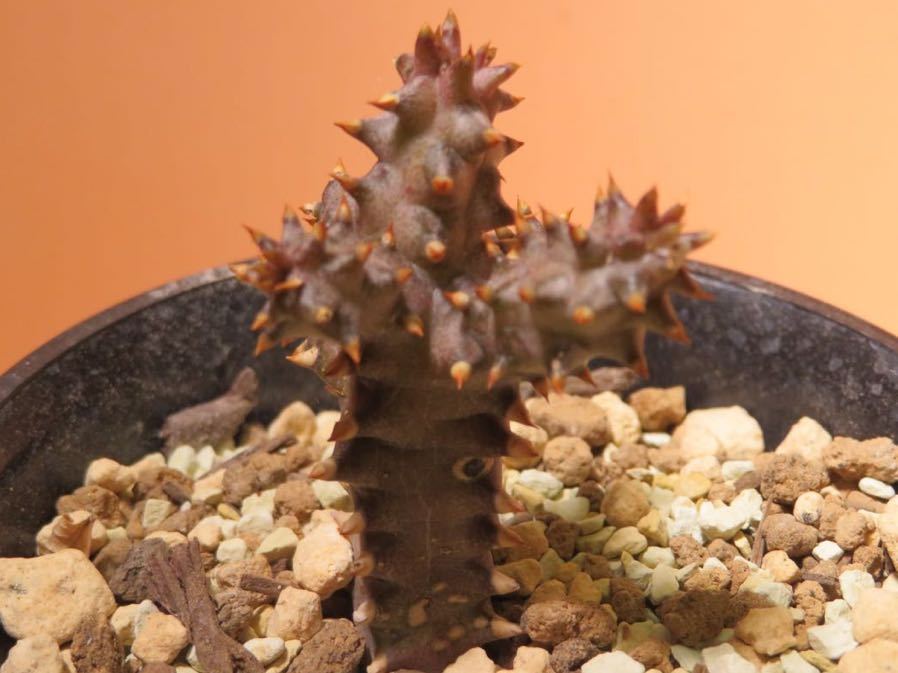 34 Edithcolea grandis(Khaloleni. Kenya) R5/7月 エディトコレア グランディス サボテン 多肉植物 塊根　コーデックス 塊茎_画像3