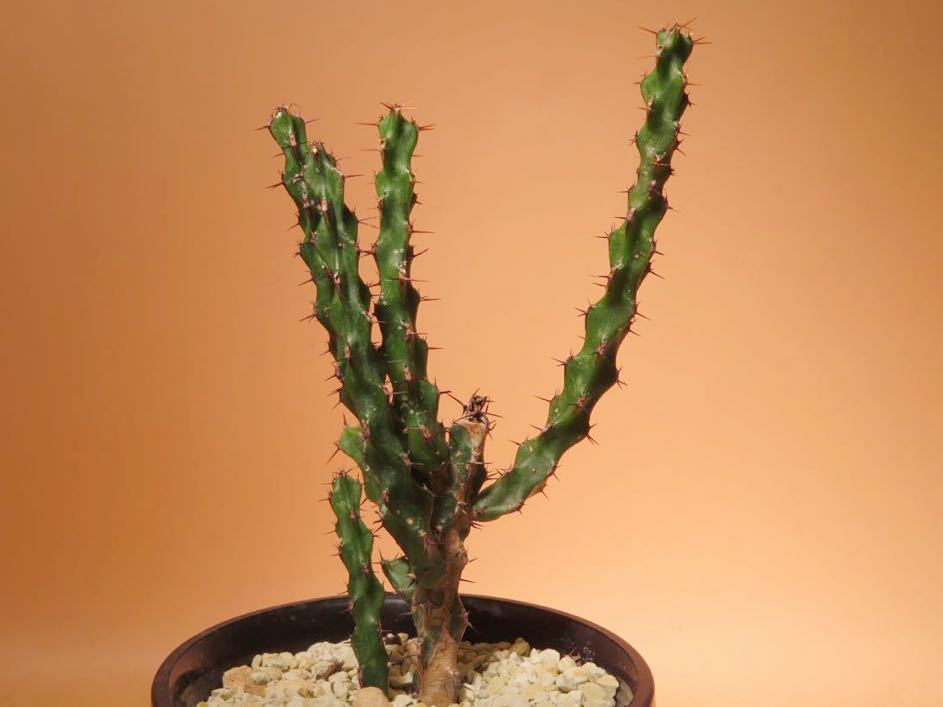 37 Euphorbia aff. tetracanthoides RSTR428 ユーフォルビア サボテン 多肉植物 塊根　コーデックス 塊茎_画像3