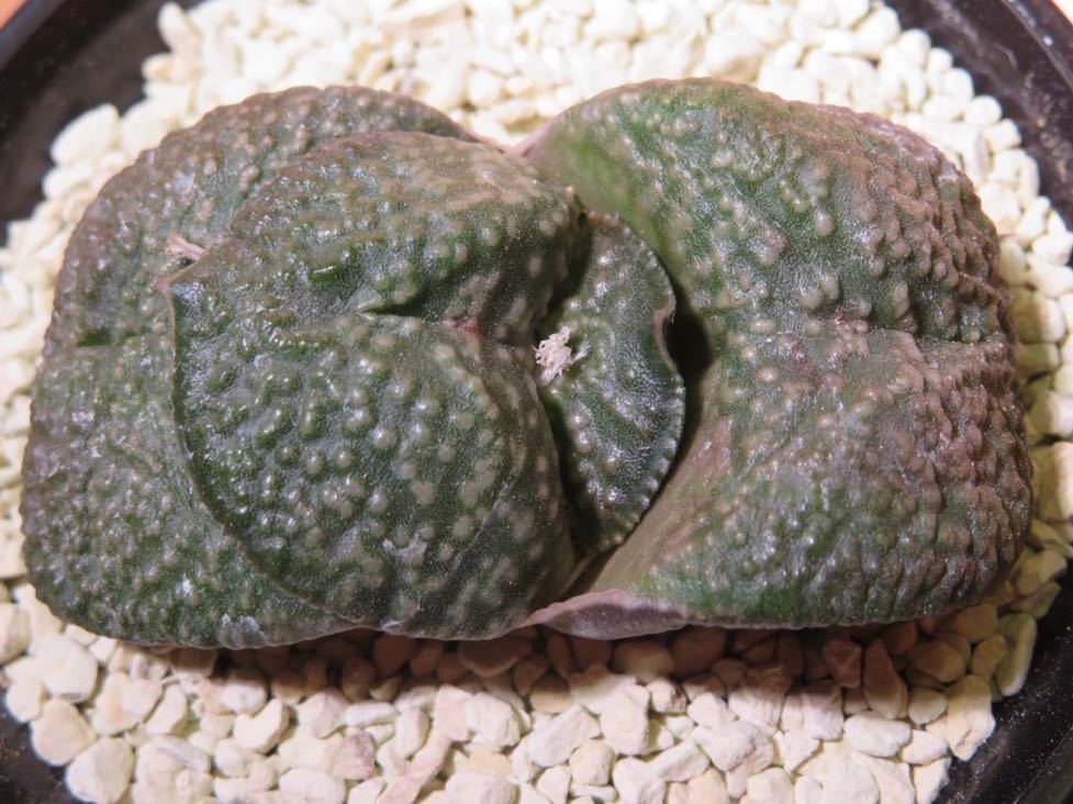 30 ガステリア 白ザラ疣臥牛 サボテン 多肉植物_画像1