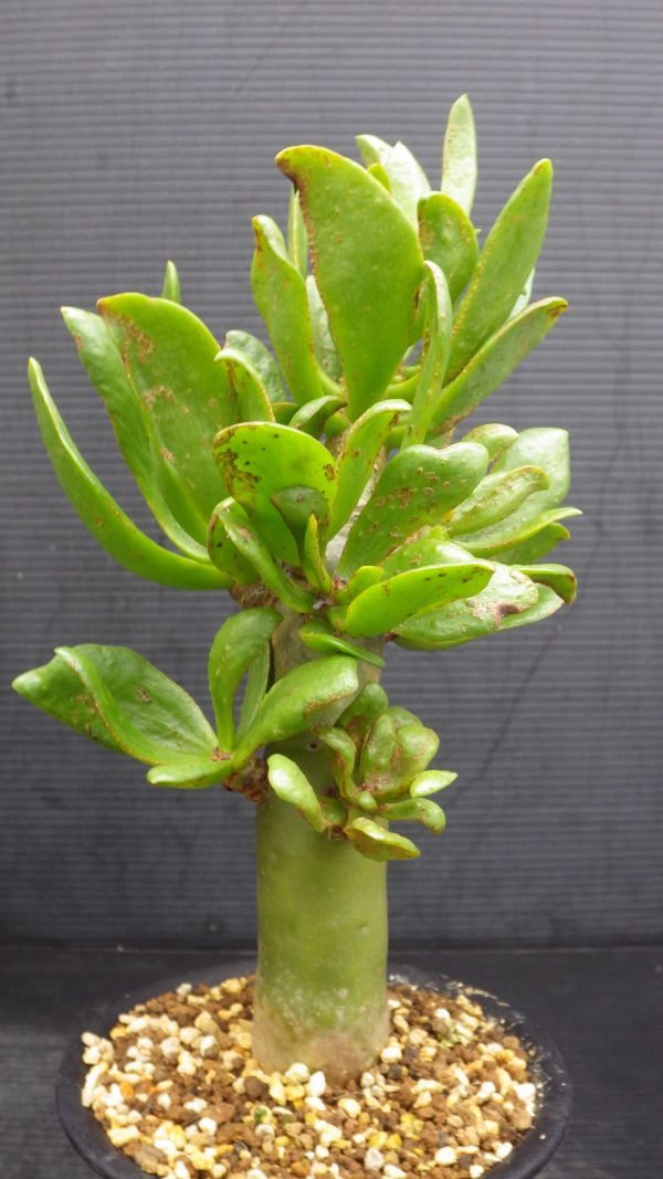 多肉植物　チレコドン　パニクラツス　阿房宮　冬型塊茎種　3_画像7