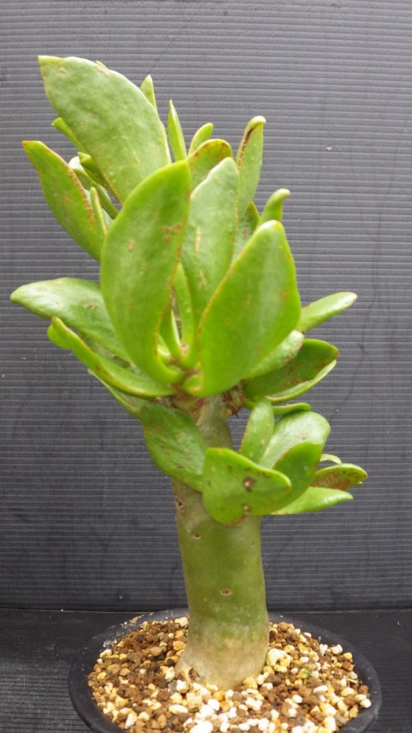 多肉植物　チレコドン　パニクラツス　阿房宮　冬型塊茎種　3_画像8