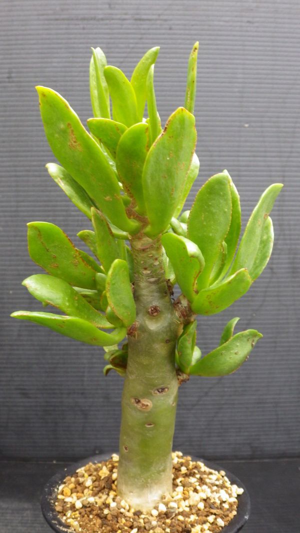 多肉植物　チレコドン　パニクラツス　阿房宮　冬型塊茎種　3_画像9