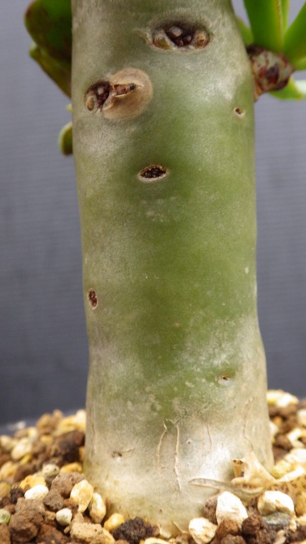 多肉植物　チレコドン　パニクラツス　阿房宮　冬型塊茎種　3_画像5
