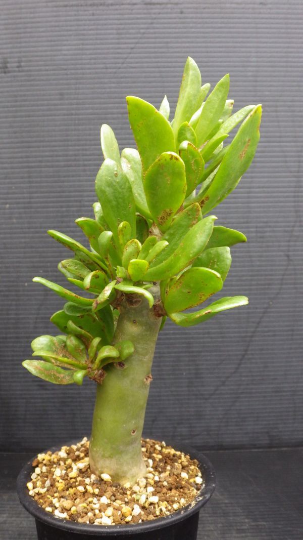 多肉植物　チレコドン　パニクラツス　阿房宮　冬型塊茎種　3_画像10