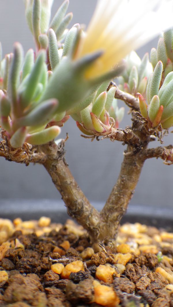 多肉植物　フィロボルス（スパルマンサス）sp　サザーランド　塊根塊茎種　なかなかマニアックな1品　2_画像5