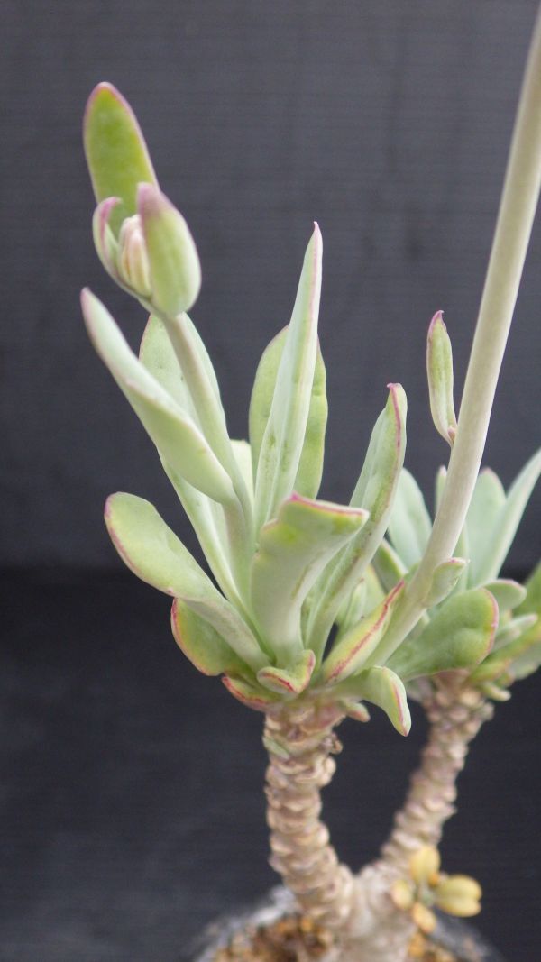 多肉植物　セネシオ（クレイニア） フルゲンス　白銀竜　白銀盃　冬型塊根　珍品　在庫整理品　3_画像6