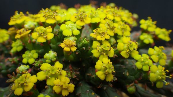 多肉植物　ユーフォルビア　フラナガニー　孔雀丸　タコ物　極太株　極上品_画像2