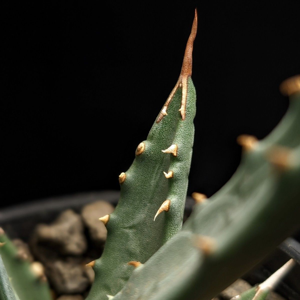 ユタエンシス　Agave "utahensis"　 アガベ チタノタ