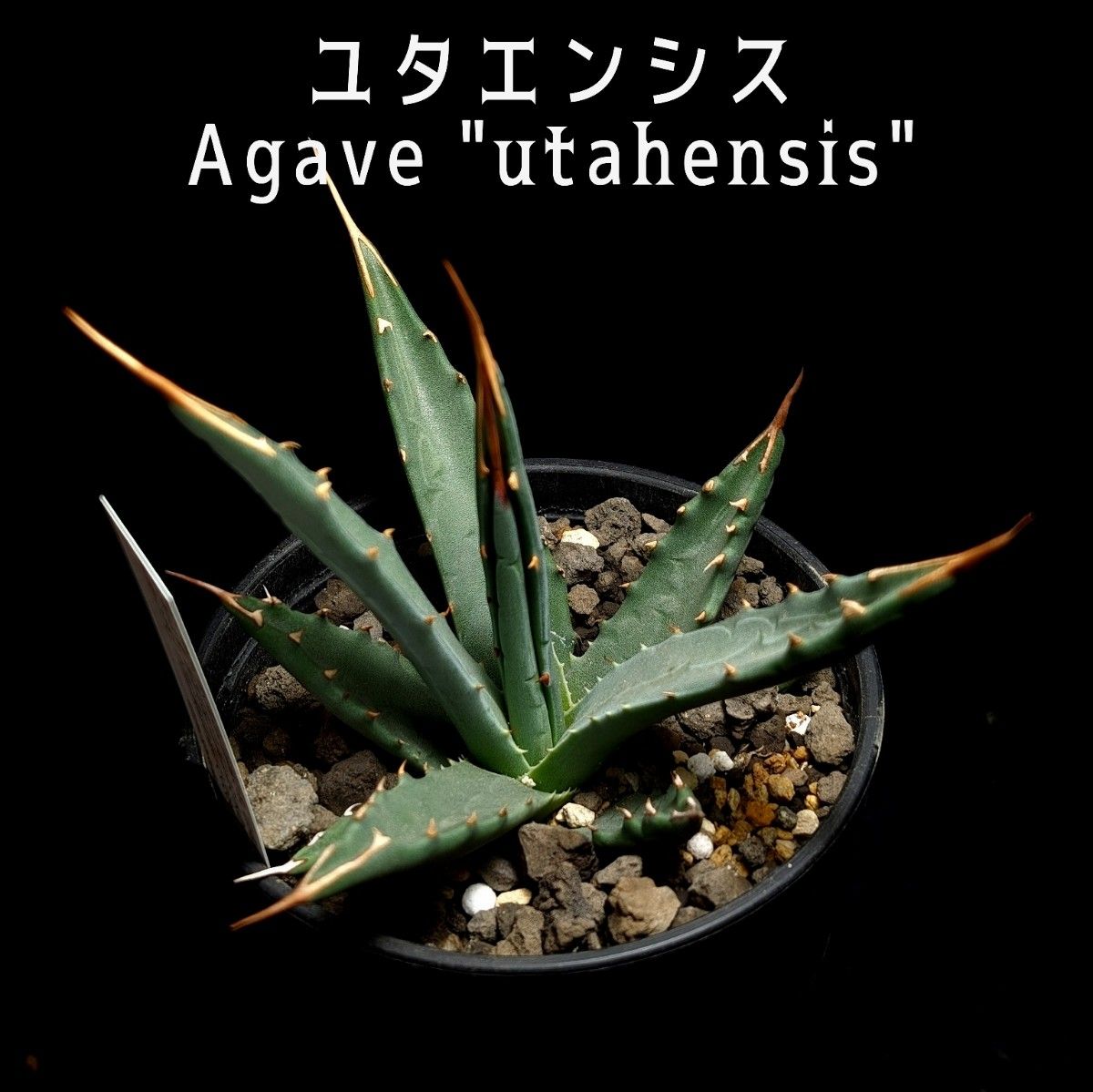 ユタエンシス　Agave "utahensis"　 アガベ チタノタ