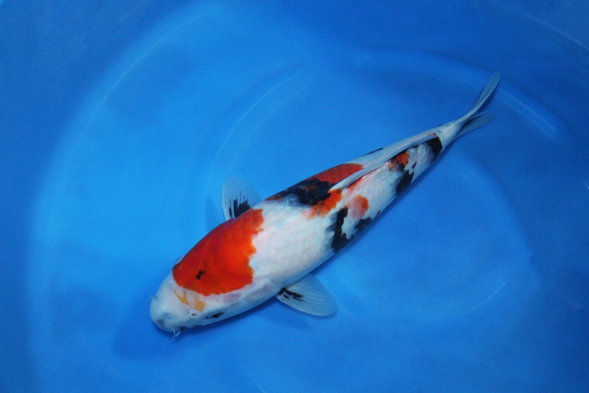 【魚酔#122】伊佐養鯉場産 昭和三色 2022年生 34cm メス_画像2