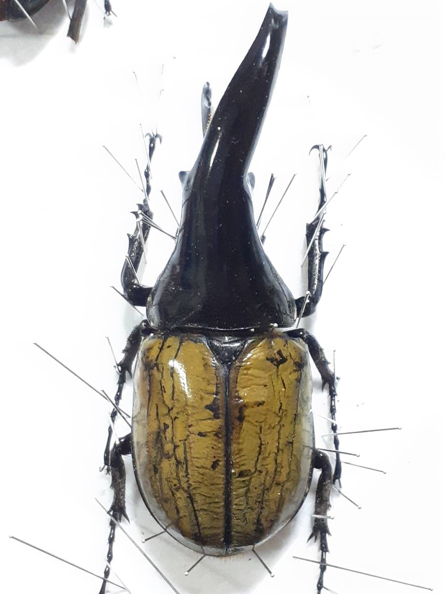極短極太　C68メテオ　幼虫5頭　セット　ヘラクレス_種親♂画像です。
