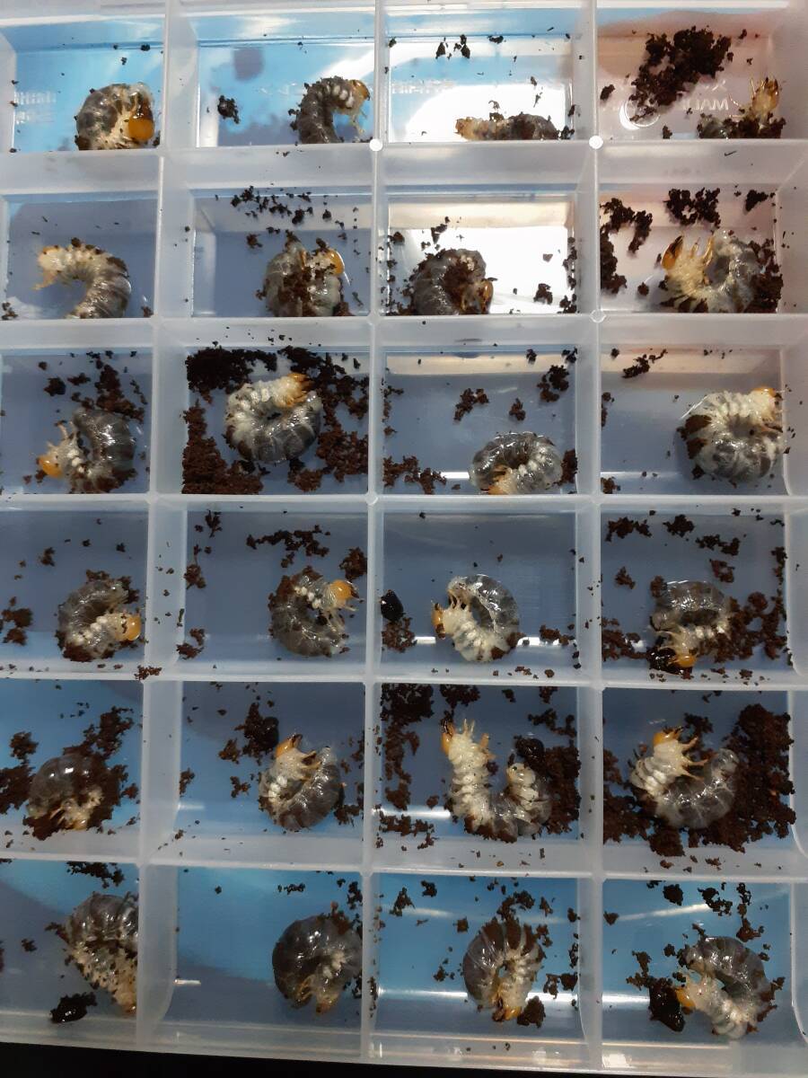 貴重・レア種 アマミネブトクワガタ 奄美大島産　幼虫10頭 セット ネブト　ラスト_幼虫参考画像です。