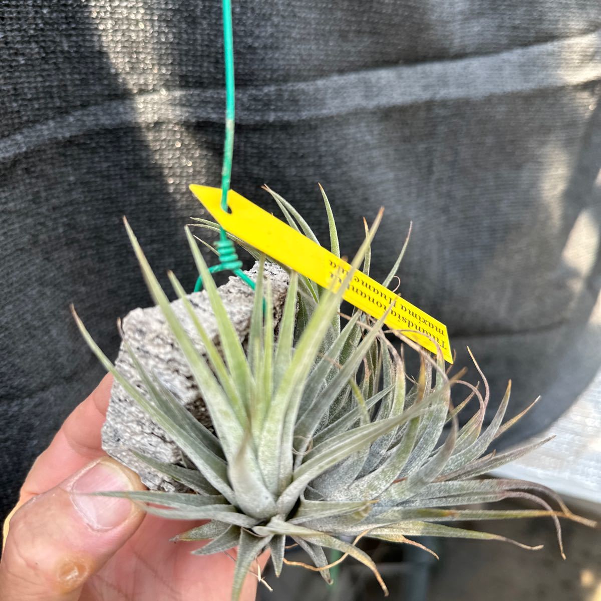 ブロメリア コレクション Tillandsia ionantha maxima Huanelulaの画像5