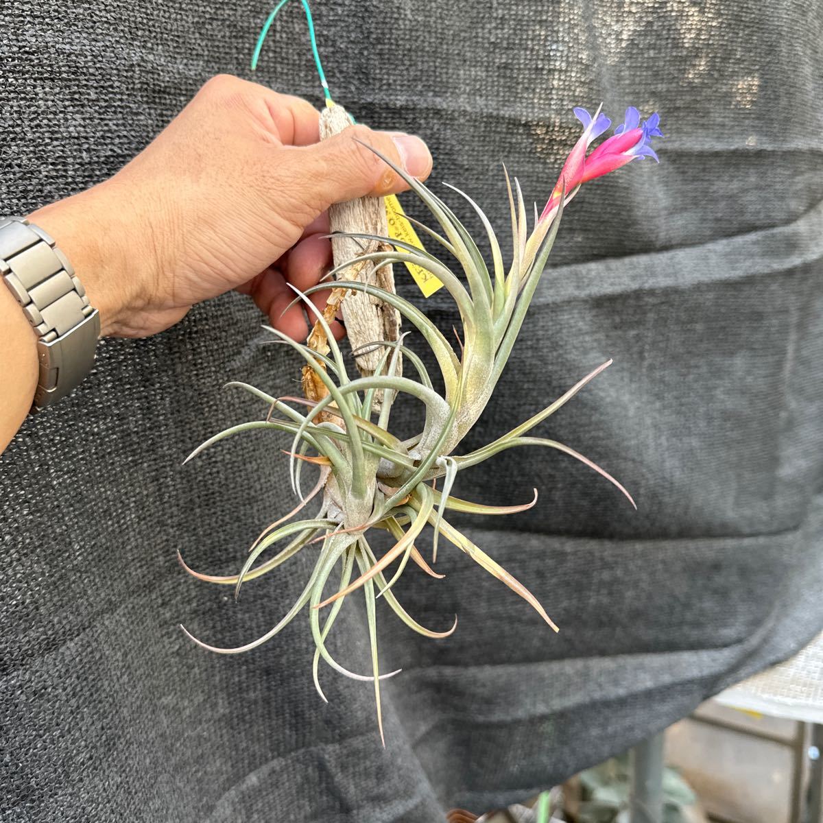 ブロメリア　コレクション　Tillandsia aeranthos v.aemula_画像1