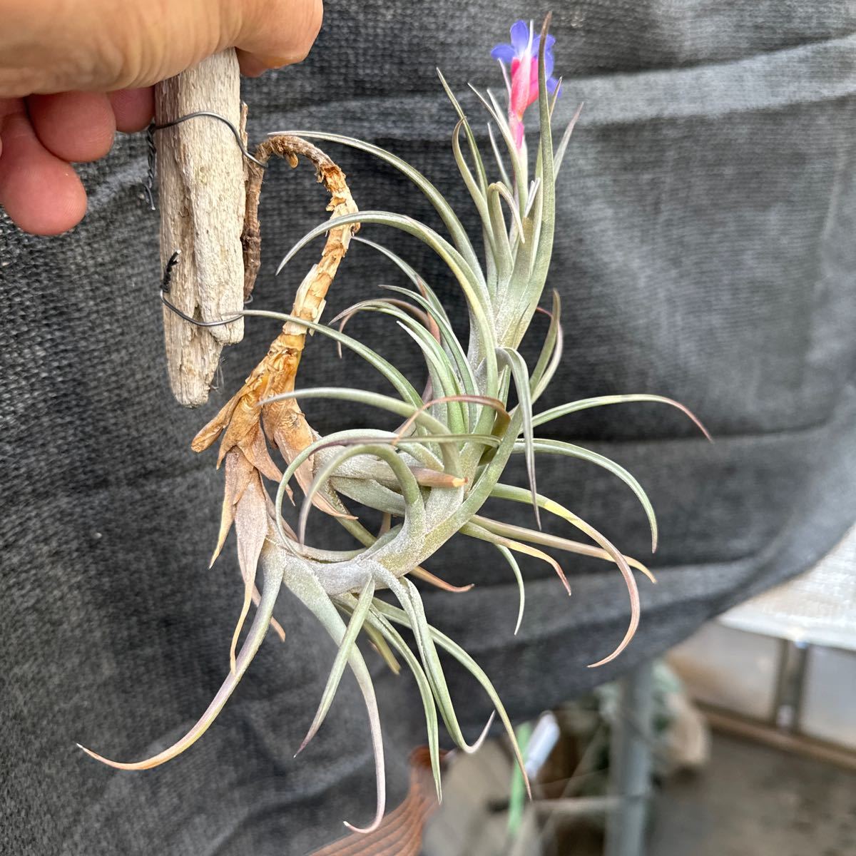 ブロメリア　コレクション　Tillandsia aeranthos v.aemula_画像5