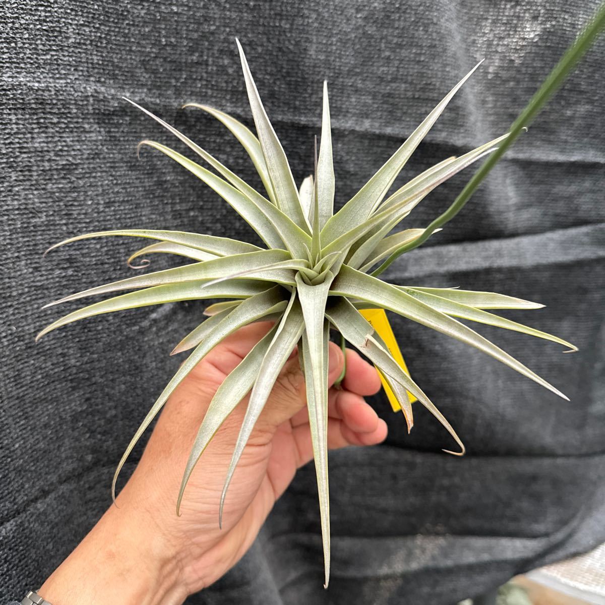 ブロメリア　コレクション　Tillandsia latifolia v.divaricata Hard Leaf_画像2