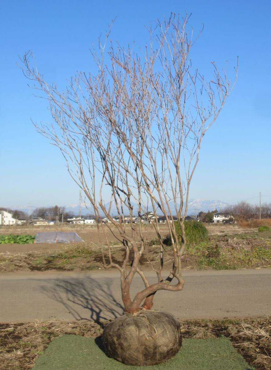 ◇可憐な花が素敵『落葉樹』◇人気◇アカヤシオツツジ１９０ｃｍ◇本株立ち◇_2月15日撮影です♪