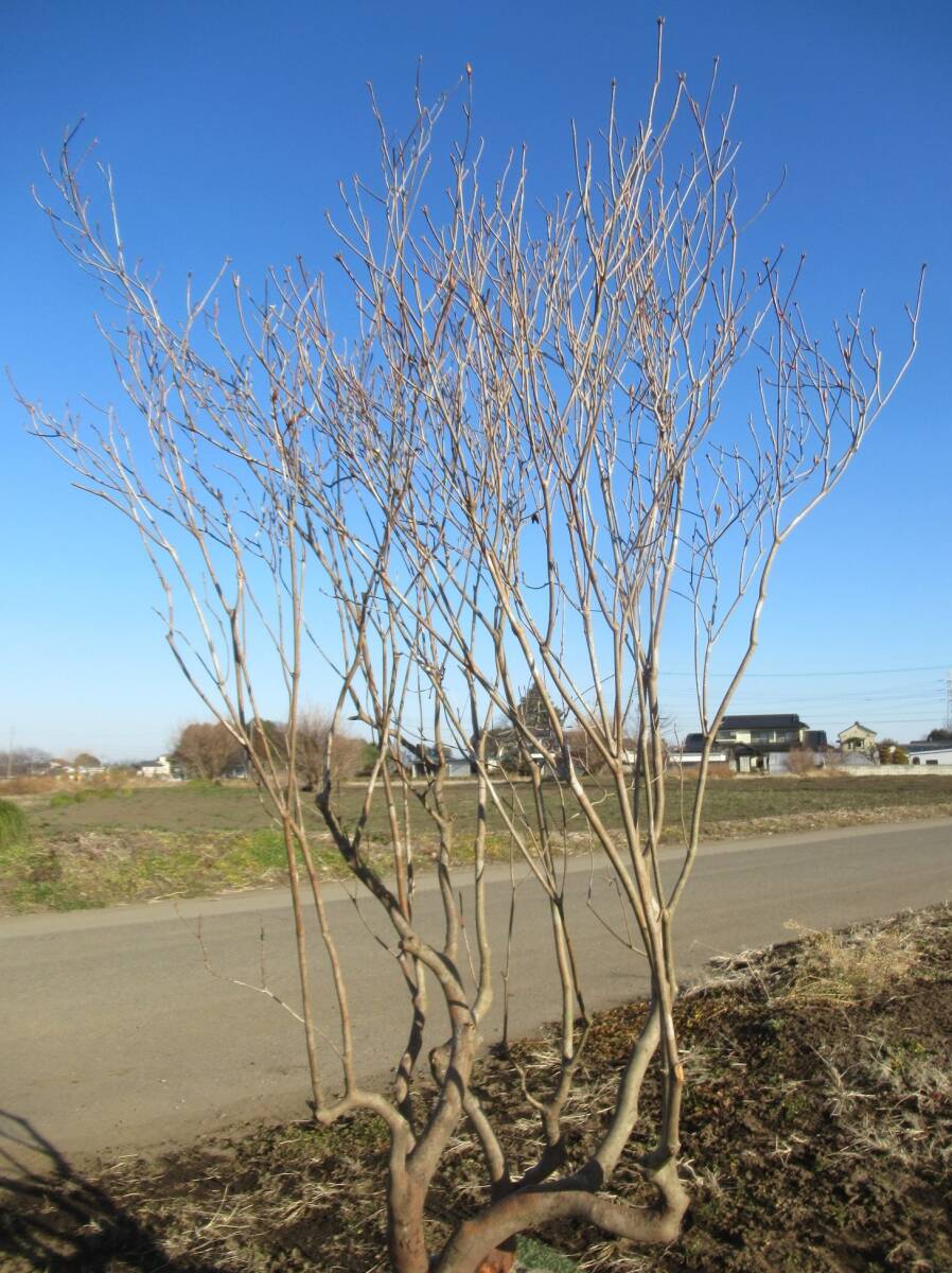 ◇可憐な花が素敵『落葉樹』◇人気◇アカヤシオツツジ１９０ｃｍ◇本株立ち◇_画像7