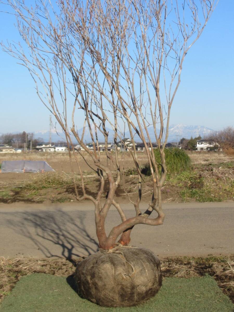 ◇可憐な花が素敵『落葉樹』◇人気◇アカヤシオツツジ１９０ｃｍ◇本株立ち◇_画像4