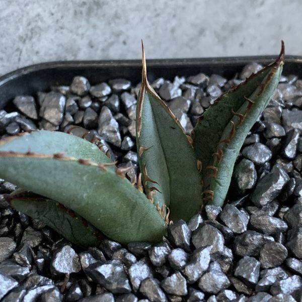 【NN844】【超希少 チタノタ】 アガベ チタノタ 『 阿修羅 』 Agave titanota ' ASHURA '_画像2