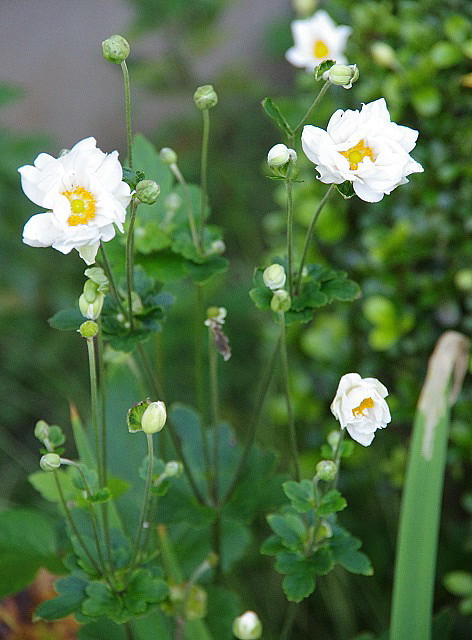 シュウメイギク（秋明菊）白花八重咲き種　ポリポット植え　２鉢_秋の風情を感じさせる優雅な花です