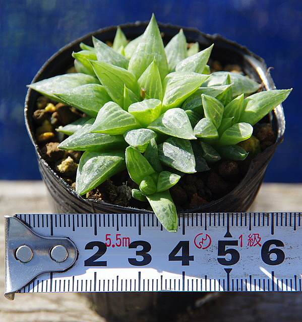 ハオルチア・姫椿（ひめつばき）　6cmポリポット植え　1鉢_6ｃｍポリポット植えです
