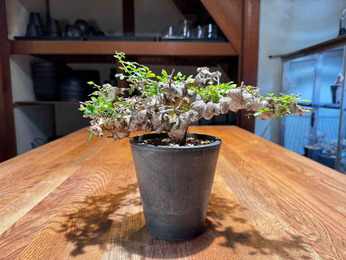 発根済株④ Commiphora sp Eyl コミフォラ・エイルソマリア 発根済株④ Commiphora sp Eyl コミフォラ・エイルソマリア