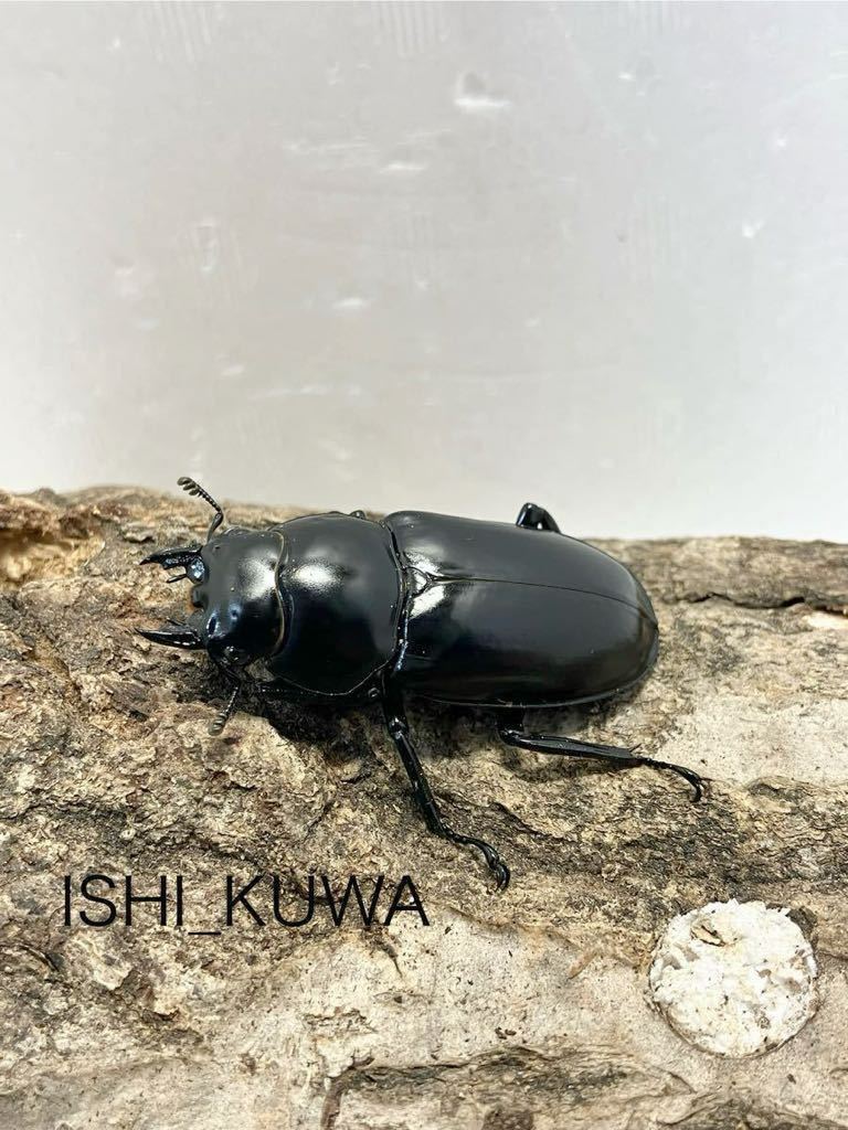 【ISHI_KUWA】ウエストウッディ(原名亜種) DV産 新成虫ペア ♂75mm、♀48.5mm _画像5