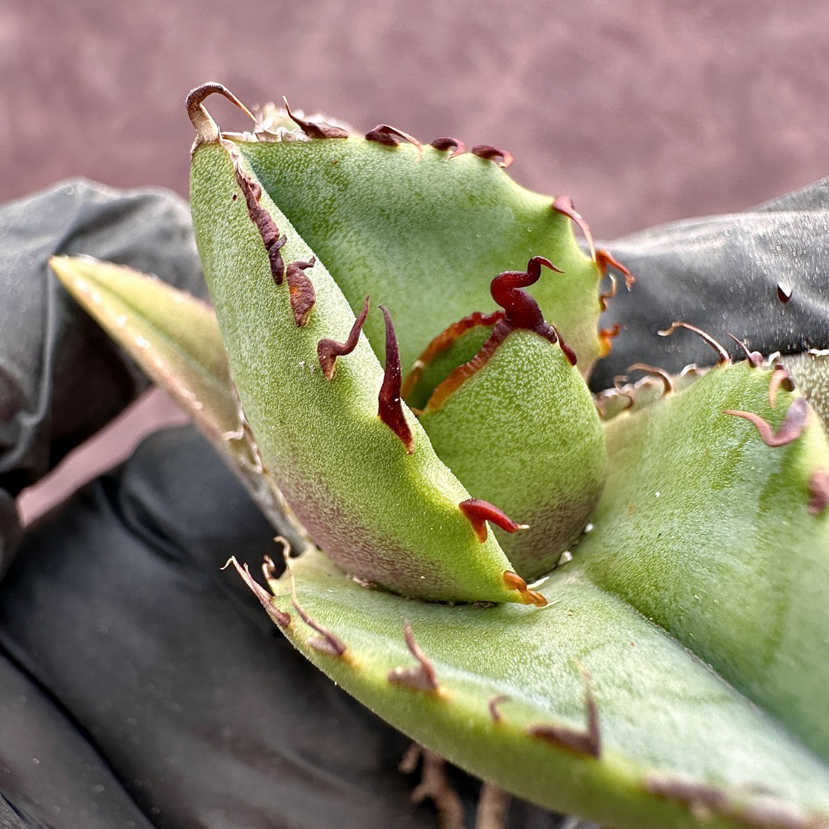 【Lj_plants】83 アガベ 多肉植物 ジャガーノート 純血 'Juggernaut' pure blood 優良な血統 短葉で肉厚 極上美株_画像2