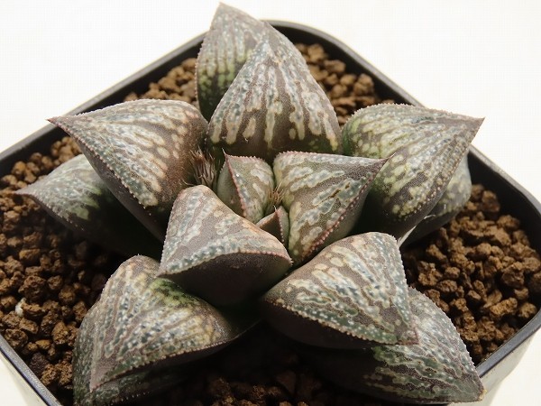 ■[Y120]MTKGM452×孫悟空実生　実生　未繁殖　ヤマト運輸 【多肉植物　Haworthia　ハオルチア　ハオルシア】_画像1