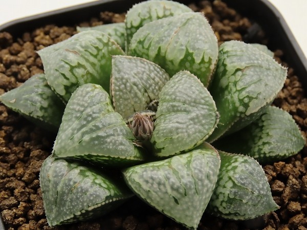 ■[Y115]特WDW 白百合実生×ガラスのマリー実生　実生　未繁殖　ヤマト運輸 【多肉植物　Haworthia　ハオルチア　ハオルシア】_画像1