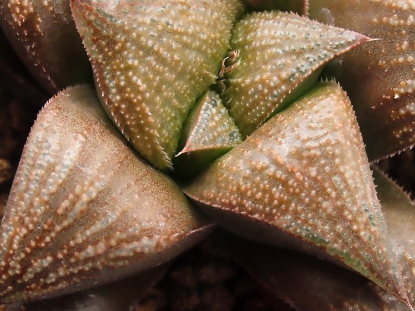 ■[Y113]スーパーギャラクシーS×ABR　実生　未繁殖　ヤマト運輸 【多肉植物　Haworthia　ハオルチア　ハオルシア】_画像2