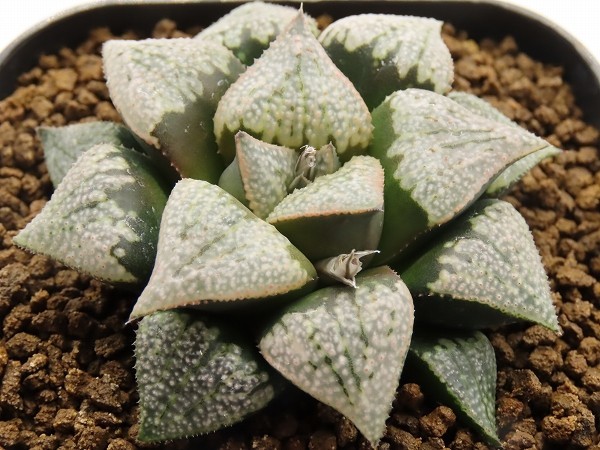 ■[Y116]パルテノンA×インペリアル　実生　未繁殖　ヤマト運輸 【多肉植物　Haworthia　ハオルチア　ハオルシア】_画像1