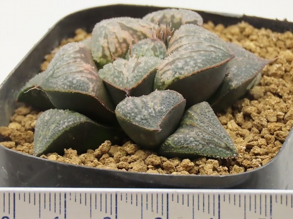 ■[W059]ピグマエア錦×葵スプレンデンス　実生　未繁殖　ヤマト運輸 【多肉植物　Haworthia　ハオルチア　ハオルシア】_画像4