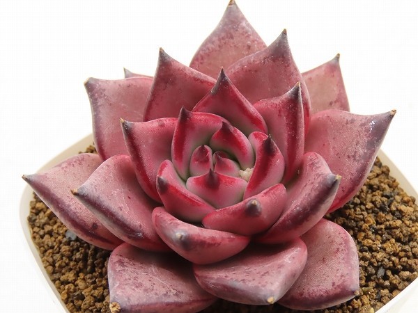 ■[W207]ロメオ　実生苗　ヤマト運輸 【多肉植物　Echeveria　エケベリア】_画像1