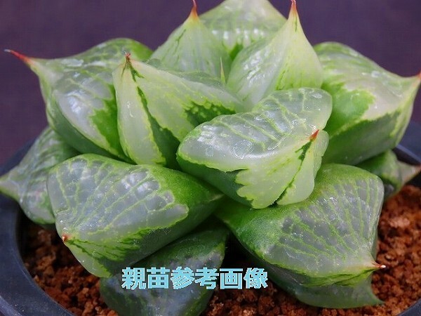 ■[Y027]般若の舞　ヤマト運輸 【多肉植物　Haworthia　ハオルチア　ハオルシア】_画像3