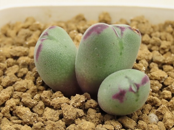 ■[Y168]chauviniae 'Valentine' バレンタイン　ヤマト運輸 【多肉植物　Conophytum　コノフィツム】_画像1