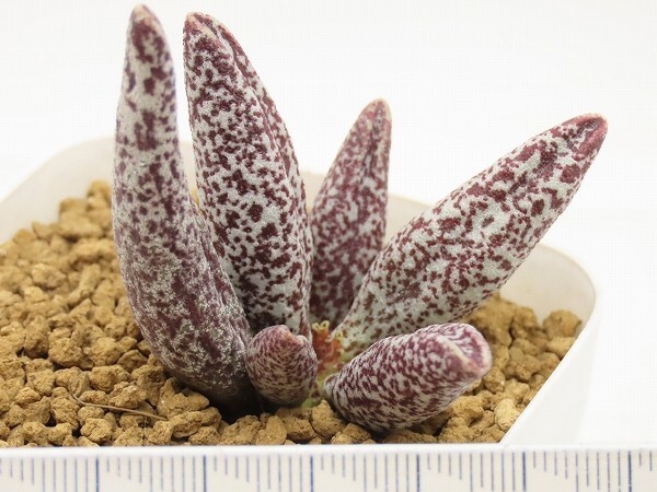 ■[W176]filicaulis hyb filicaulis×Clanwilliam　ヤマト運輸 【多肉植物　Adromischus アドロミスクス】_画像4