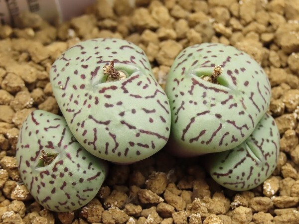 ■[W165]wittebergense ウィッテベルゲンセ　腰赤白肌タイプ　ヤマト運輸 【多肉植物　Conophytum　コノフィツム】_画像1