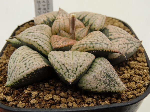 ■[W102]ホワイトギフト×タイガーキング　実生　未繁殖　ヤマト運輸 【多肉植物　Haworthia　ハオルチア　ハオルシア】_画像3