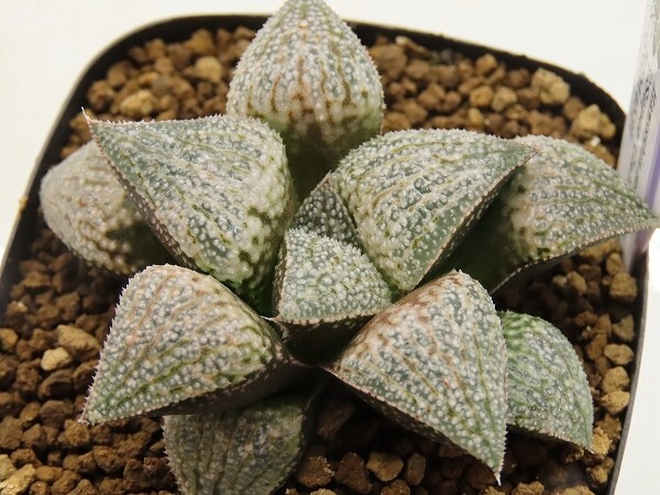 ■[W073]Super Galaxy S×GM452 I 実生　未繁殖　ヤマト運輸 【多肉植物　Haworthia　ハオルチア　ハオルシア】_画像1