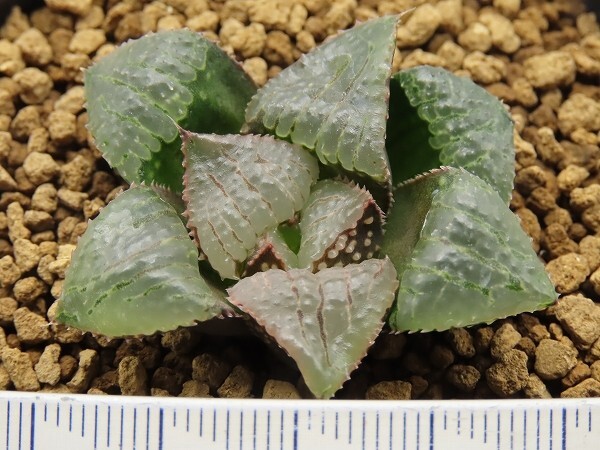 ■[W023]プラネタリウム　ヤマト運輸 【多肉植物　Haworthia　ハオルチア　ハオルシア】_画像2