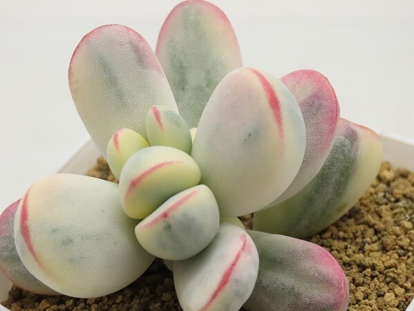 ■[W204]orbiculata 'oophylla' variegata 達磨福娘錦　ヤマト運輸 【多肉植物　Cotyledon コチレドン】_画像1