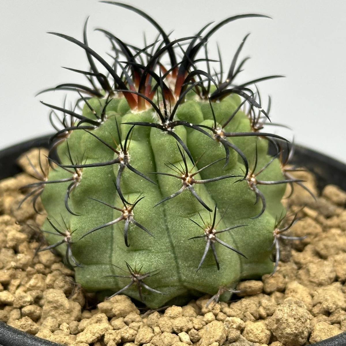 ◆ネオポルテリア　暗黒王　エリオシケ◆サボテン・多肉植物　◆CACTI7◆1574_画像9