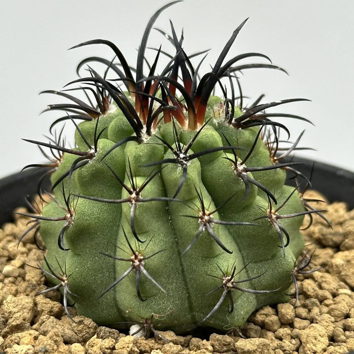 ◆ネオポルテリア　暗黒王　エリオシケ◆サボテン・多肉植物　◆CACTI7◆1574_画像8