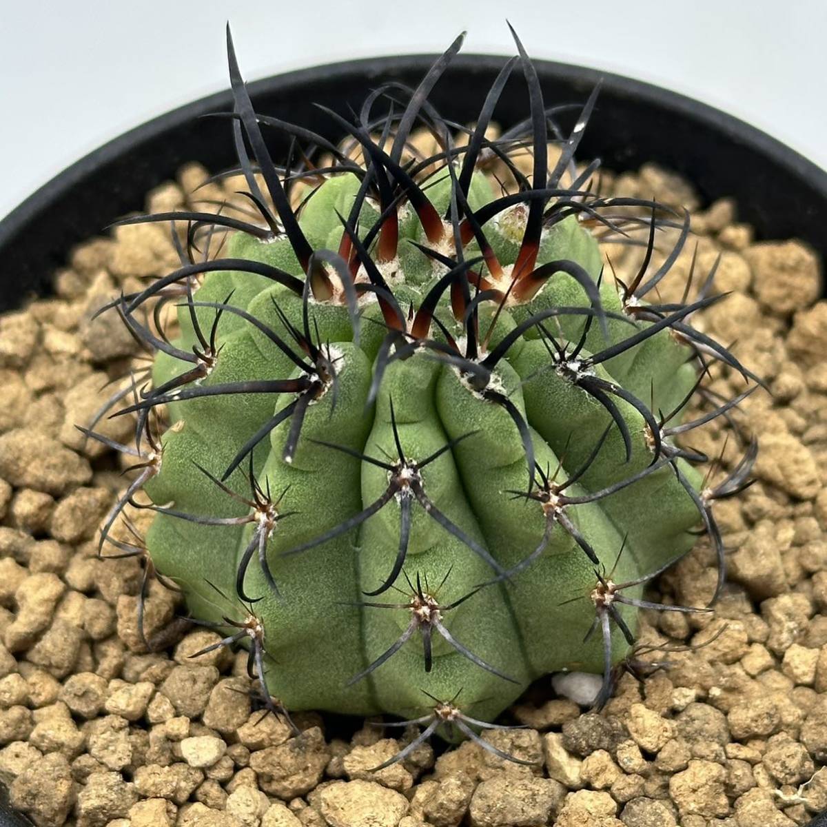 ◆ネオポルテリア　暗黒王　エリオシケ◆サボテン・多肉植物　◆CACTI7◆1574_画像4