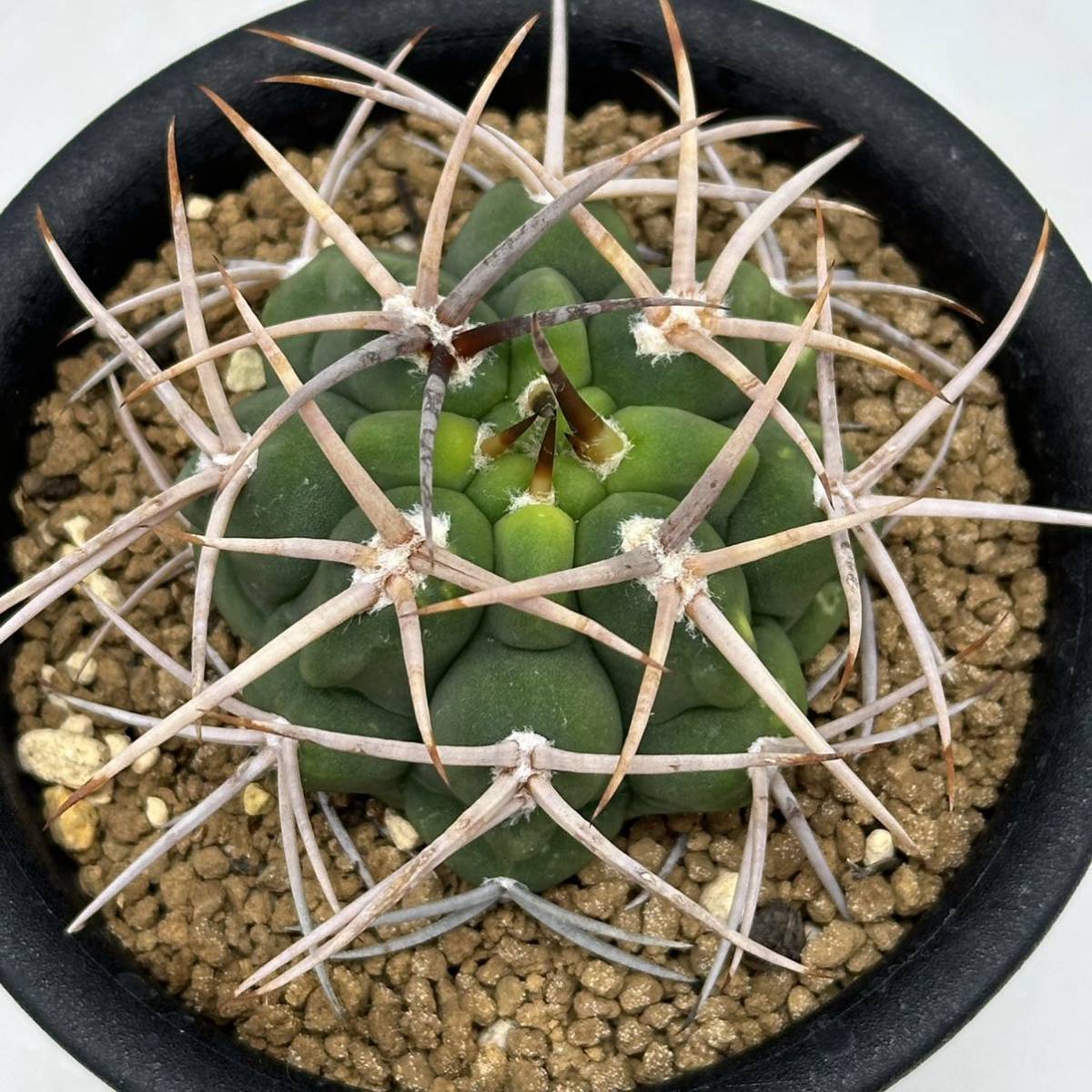 ◆ギムノカリキウム　フェロシオール◆サボテン・多肉植物　◆CACTI7◆1013_画像6