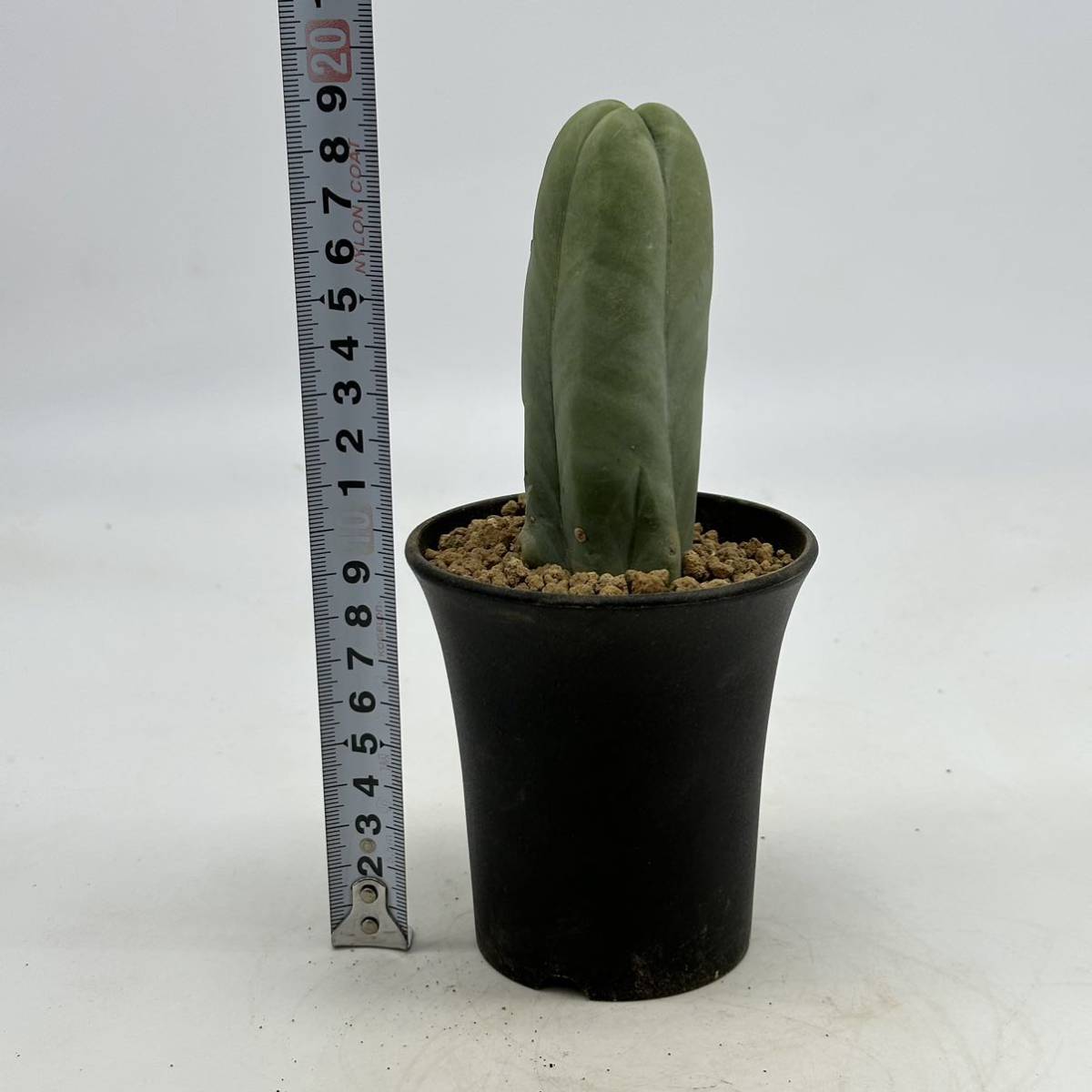 ◆トリコケレウス　なるほど柱◆サボテン・多肉植物　◆CACTI7◆907_画像4